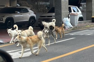 검단신도시를 배회하는 야생 들개떼..