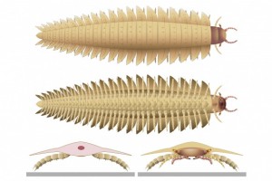 아르트로플레우라’(Arthropleura), 고대 노래기